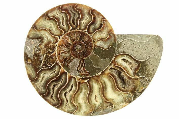 Cut & Polished Ammonite Fossil (Half) - Madagascar #266544